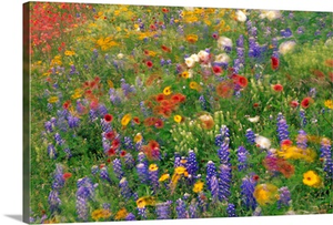 Wildflowers Blowing In The Wind Hill Country Texas