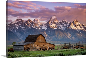 A Herd of Buffalo Walk In Front of Mormon Barn, Jackson, Wyoming