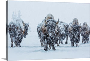 Bison in Yellowstone National Park