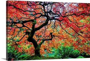 Fall Color at the Portland Japanese Garden