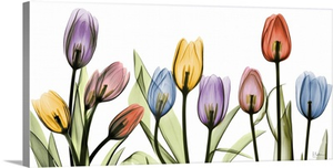 Tulip Scape x-ray photography