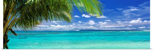 Palm tree on the beach, Huahine Island, Society Islands, French Polynesia