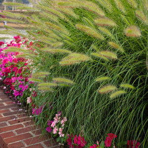Pennisetum Little Bunny