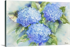 Sky Blue Hydrangea
