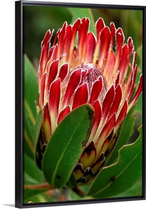 Protea flower