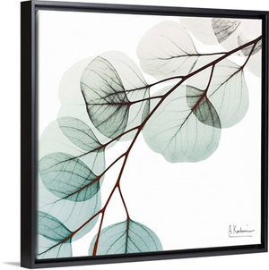 Extravagant Eucalyptus 1