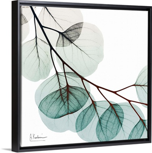Extravagant Eucalyptus 2