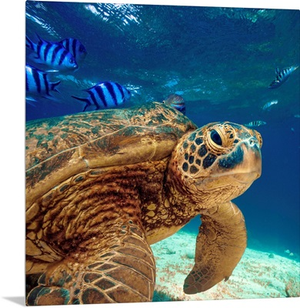 Green Sea Turtle, Balicasag Island, Philippines