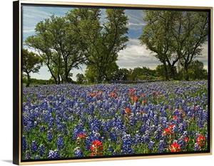 Sand Bluebonnets and Indian Paintbrush in bloom Hill Country Texas