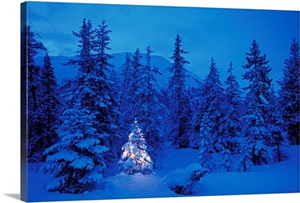 Christmas Tree in the Forest
