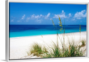 Sea oats, pink sand beach, Eleuthera Island, Bahamas