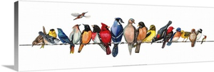 Large Bird Menagerie