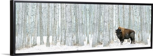 Bison Standing In Snow Among Poplar Trees In Elk Island National Park Alberta, Canada