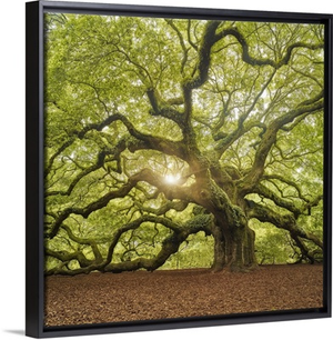 The Tree II