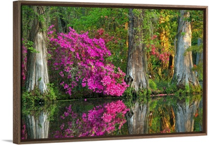 Cypress Swamp And Azalea
