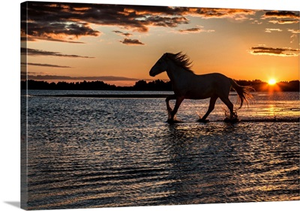 Horse in silhouette running in the ocean in France
