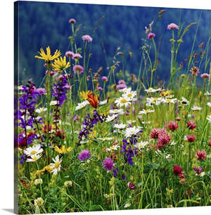 Italy, Veneto, Alps, Dolomites, Belluno district, Alpine meadow and daisy