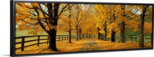 Autumn Trees near Waynesboro Virginia