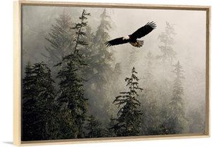 Bald Eagle Soaring Through Misty Tongass Nat Forest Southeast Alaska