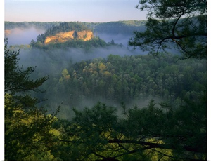 Kentucky, Fog at sunrise, Red River Gorge. Daniel Boone National Forest
