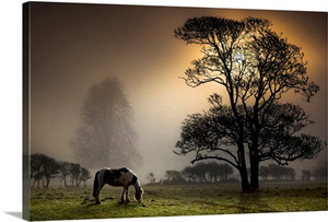 Grazing horse in partially wooded field.