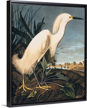 Snowy Heron or White Egret