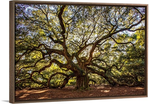 USA, South Carolina, Charleston, Angel Oak