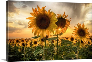 Sunflower Starburst
