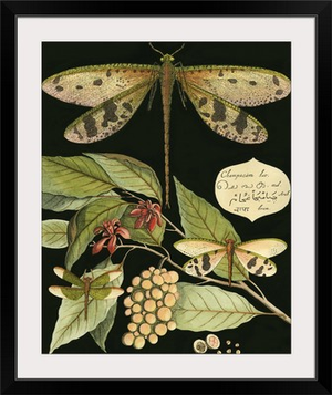 Whimsical Dragonfly on Black I