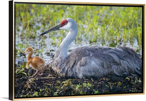 Just hatched, Sandhill Crane on nest with first colt, Florida