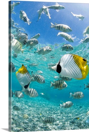 Tropical Fish In Bora-Bora Lagoon
