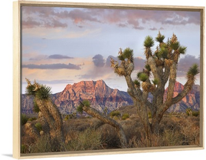 Joshua Tree and Spring Mountains at Red Rock Canyon National Conservation