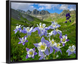 Colorado Blue Columbine meadow at American Basin, Colorado