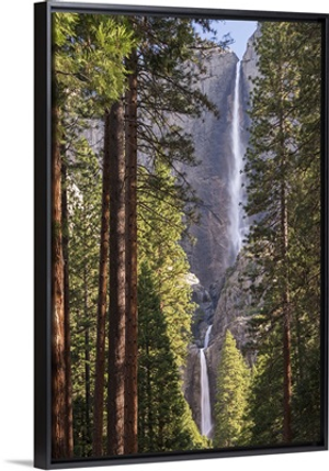 Yosemite Falls through the conifer woodlands of Yosemite Valley, California