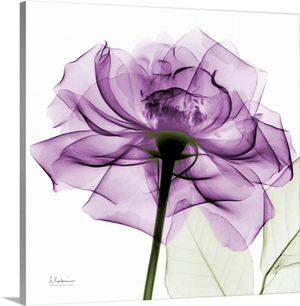 Purple Rose X-Ray Photograph