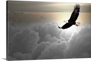 Bald eagle flying above the clouds