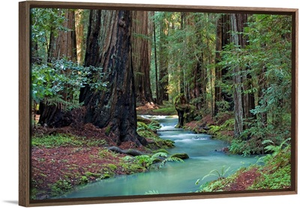 Redwood Forest II