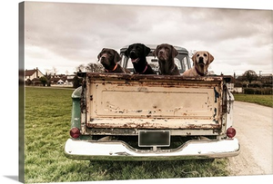 Labrador dogs in the back of a vintage truck