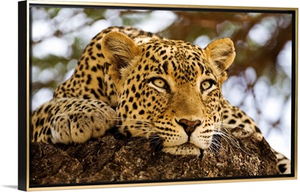 African Leopards Glare