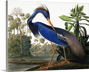 Louisiana Heron