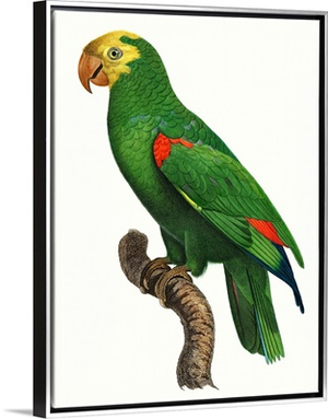 Parrot of the Tropics III