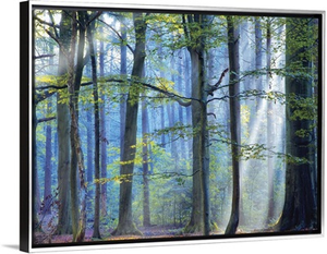 Enchanted Forest