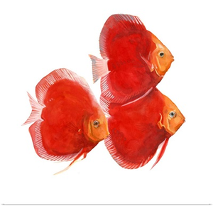 Discus Fish VI