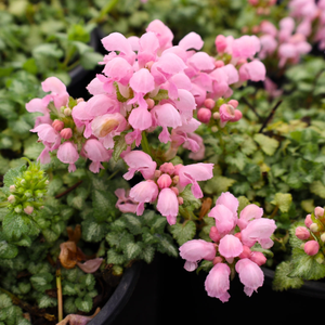 Lamium Pink Pewter