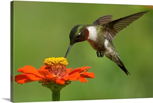 Ruby Throated