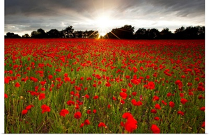 Poppy Burst