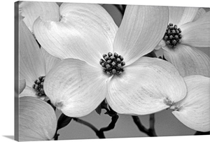 Dogwood Delicacy III B