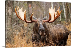Bull moose in rutting season