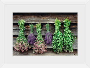 Herbs Drying Upside Down