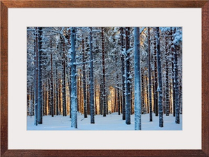 Lapland Woods In Winter At Sunset, Kuusamo, Finland